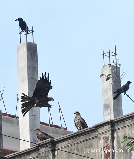 Soaring high !! உயரப் பறந்தாலும்! - ரஜினி சொன்ன கழுகு காக்கை கதை !! Soaring high !! உயரப் பறந்தாலும்! - ரஜினி சொன்ன கழுகு காக்கை கதை !!