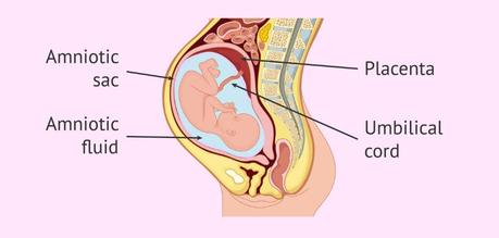 Amniotic Fluid [A Complete Theory]