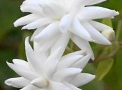 Series Sequences Jasminum Sambac அடுக்கு மல்லிகை
