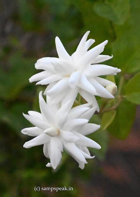 Series and Sequences ! - Jasminum Sambac - அடுக்கு மல்லிகை Series and Sequences ! - Jasminum Sambac - அடுக்கு மல்லிகை