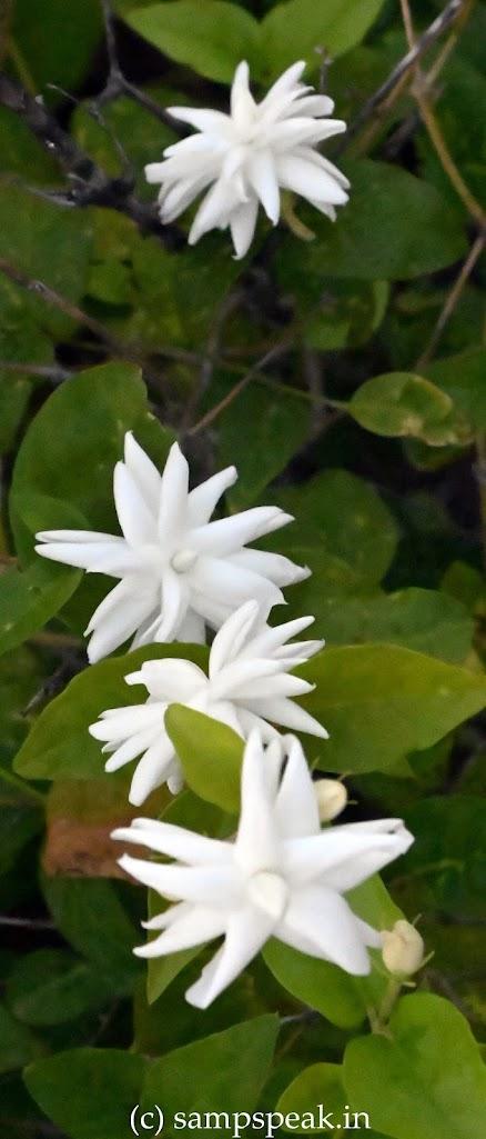 Series and Sequences ! - Jasminum Sambac - அடுக்கு மல்லிகை Series and Sequences ! - Jasminum Sambac - அடுக்கு மல்லிகை