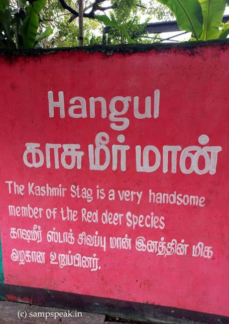 Save Hangul Deer ! - கொடியது கேட்கின் !?! Save Hangul Deer ! - கொடியது கேட்கின் !?!
