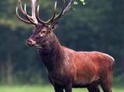 Save Hangul Deer கொடியது கேட்கின்