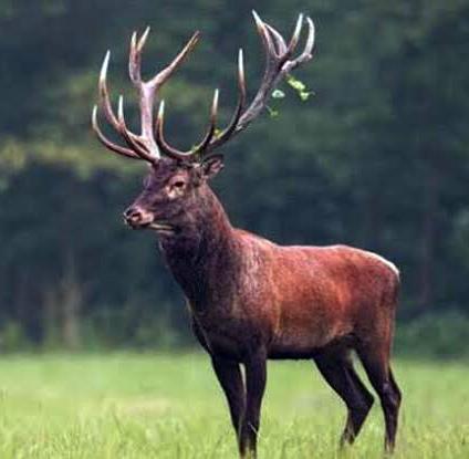 Save Hangul Deer ! - கொடியது கேட்கின் !?! Save Hangul Deer ! - கொடியது கேட்கின் !?!