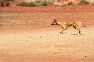 Open Letter: Public policy in South Australia regarding dingoes