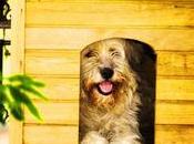 Simple Tips Keeping Pets Small Spaces