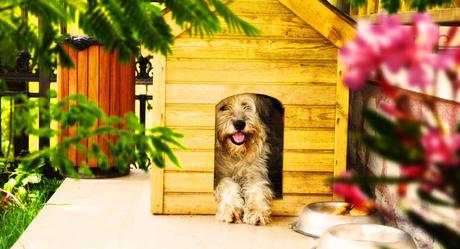 14 Simple Tips for Keeping Pets in Small Spaces