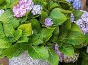 Grow Hydrangeas: Tips Techniques
