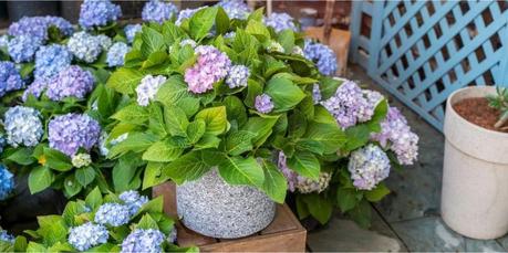 How to Grow Hydrangeas How to Grow Hydrangeas