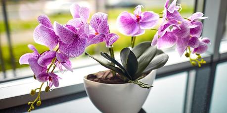 Orchid plant indoor