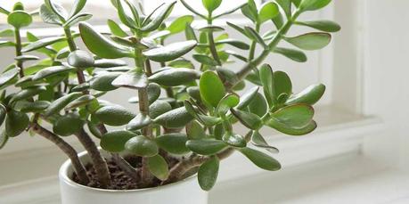 Jade Plant