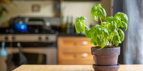 Basil plant indoor