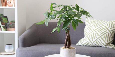 Money Tree (Pachira Aquatica) Plant