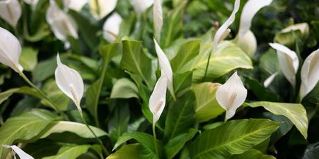 Peace Lily (Spathiphyllum) Plants