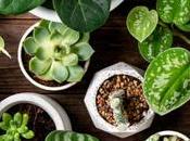 Plants Should Have Your Home