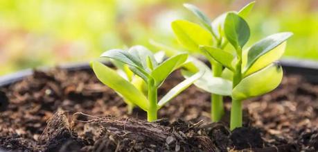 Organic Nutrients That Give Your Soil A Boost