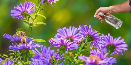 Uses of White Vinegar in the Garden