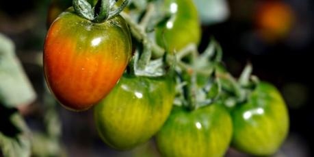 10 Secrets For Growing High Yield Tomato Plants
