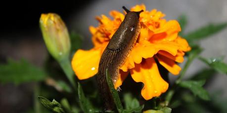 How to Get Rid of Slugs in Your Garden How to Get Rid of Slugs in Your Garden