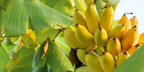 Techniques for Grafting Banana Trees Techniques for Grafting Banana Trees