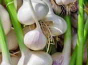 Grow Garlic: Beginner's Guide
