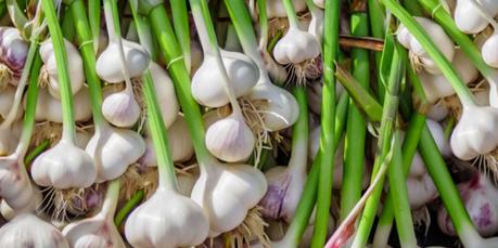 How to Grow Garlic How to Grow Garlic