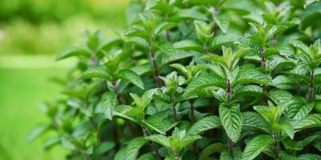 10 Reasons to Grow Mint 10 Reasons to Grow Mint