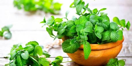 10 Reasons to Grow Mint Plant 10 Reasons to Grow Mint Plant