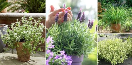12 Herbs That Keep Mosquitoes Away | Best Mosquito Repellent Herbs 12 Herbs That Keep Mosquitoes Away | Best Mosquito Repellent Herbs