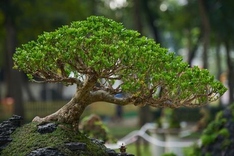 How to Grow Bonsai Plants at Home How to Grow Bonsai Plants at Home