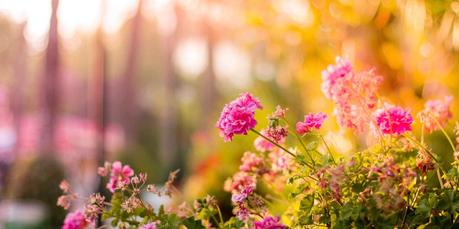 Wildlife-Friendly Garden Wildlife-Friendly Garden