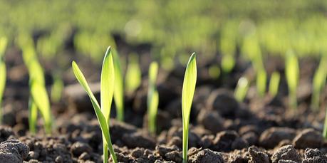 Native Plants Native Plants