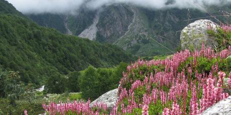 Valley of flowers Gallery and Wallpapers