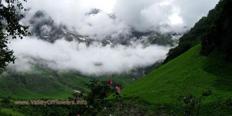 Valley of flowers Gallery and Wallpapers