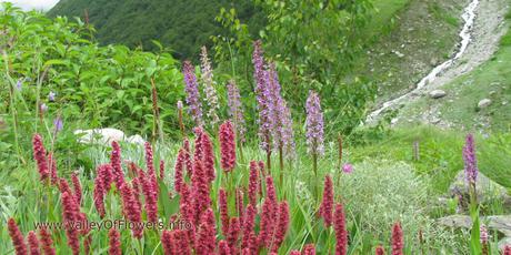 Valley of flowers Gallery and Wallpapers