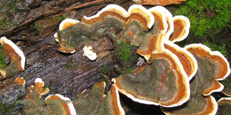 Valley of flowers Gallery and Wallpapers