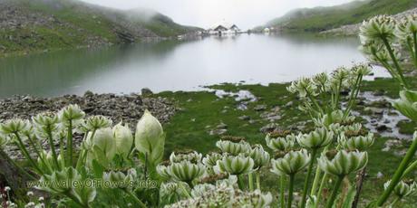 Valley of flowers Gallery and Wallpapers