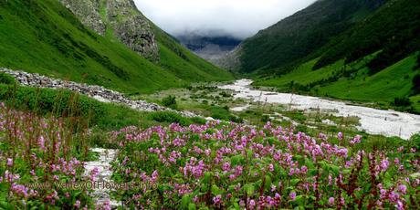 Valley of flowers Gallery and Wallpapers