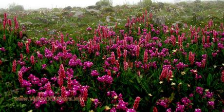 Valley of flowers Gallery and Wallpapers