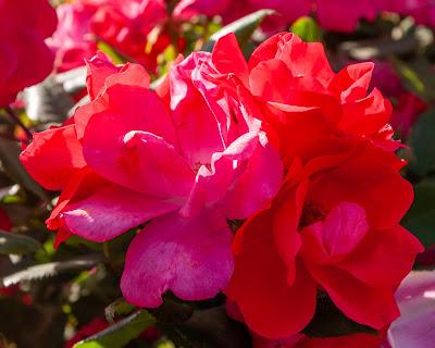 Let a thousand flowers bloom