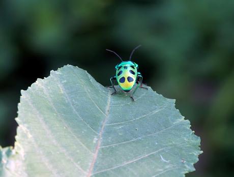 Green Beetle   -     பொன் வண்டு