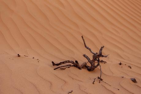 dead-tree-branch-and-wavey-patterns-in-the-sand-in-oman-desert