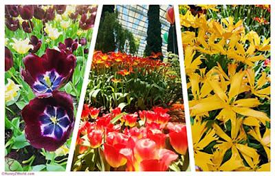 Celebrating Mother's Day at Tulipmania @ Gardens by the Bay