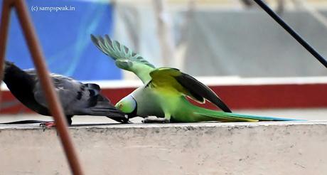Do you like Pigeon or Parrot ! Do you like Pigeon or Parrot !