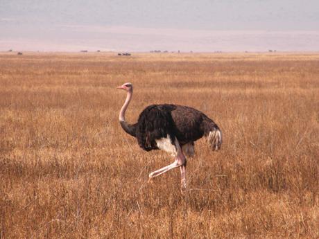ostrich-in-the-savannah
