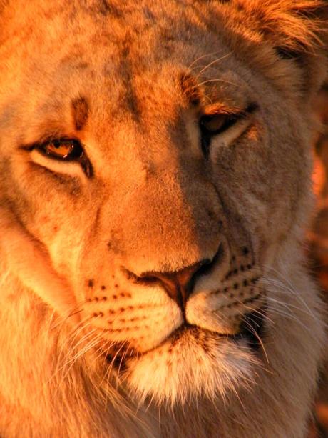 close-up-portrait-of-a-lion