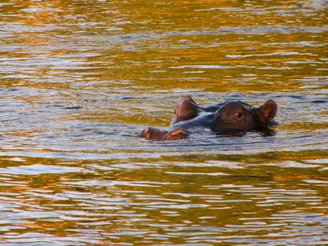 hippo-head-poking-out-of-the-water