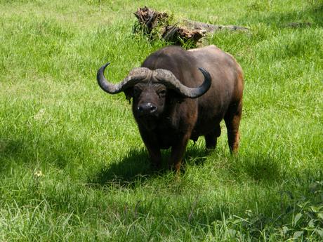 african-buffalo-standing-in-green-grass