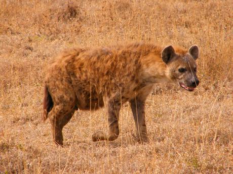 hyena-in-africa