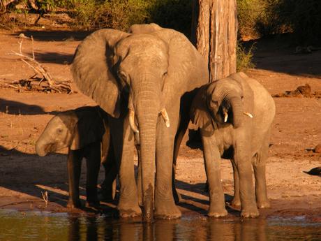 family-of-three-elephants-by-a-river